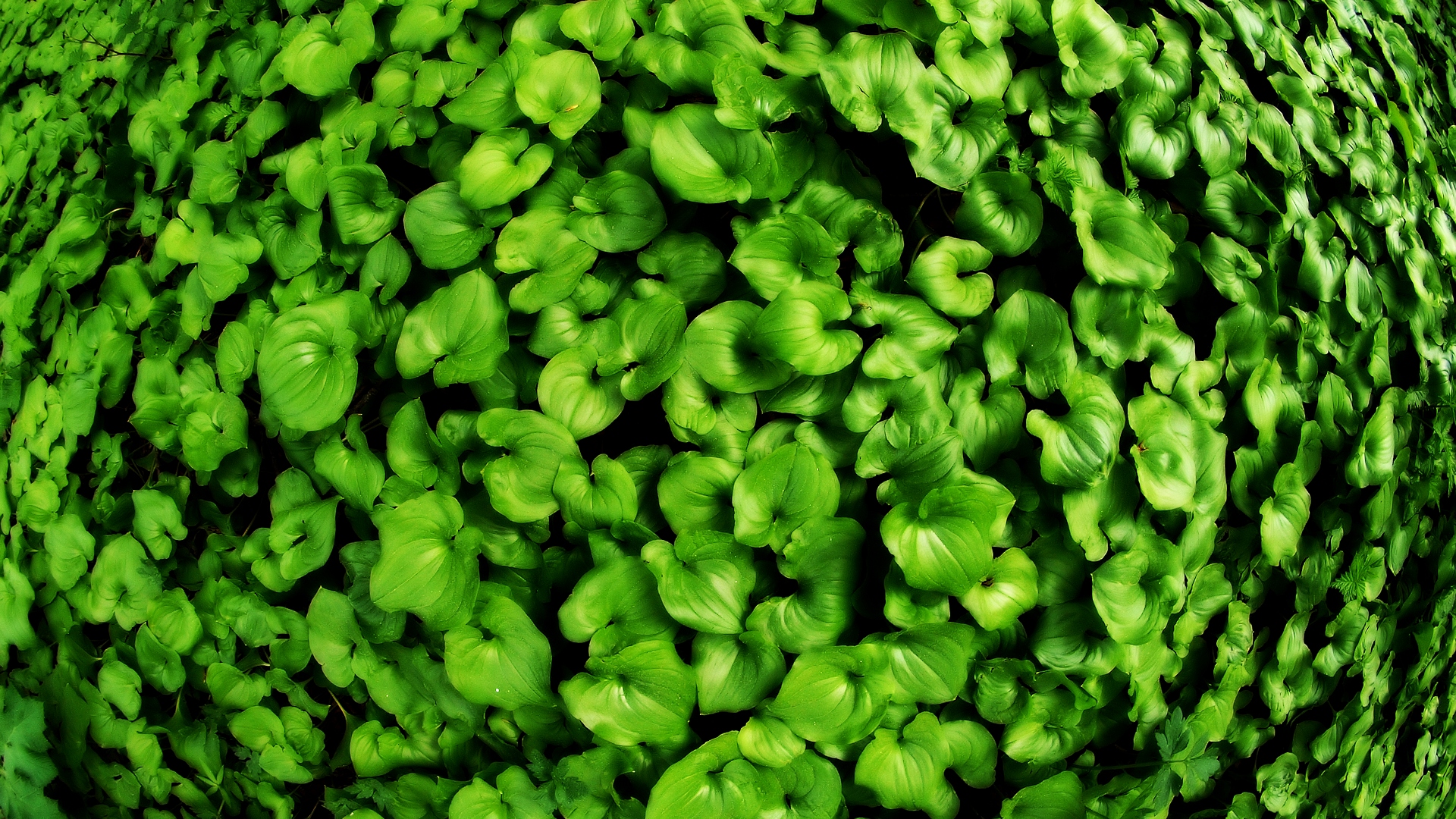 Ground Cover